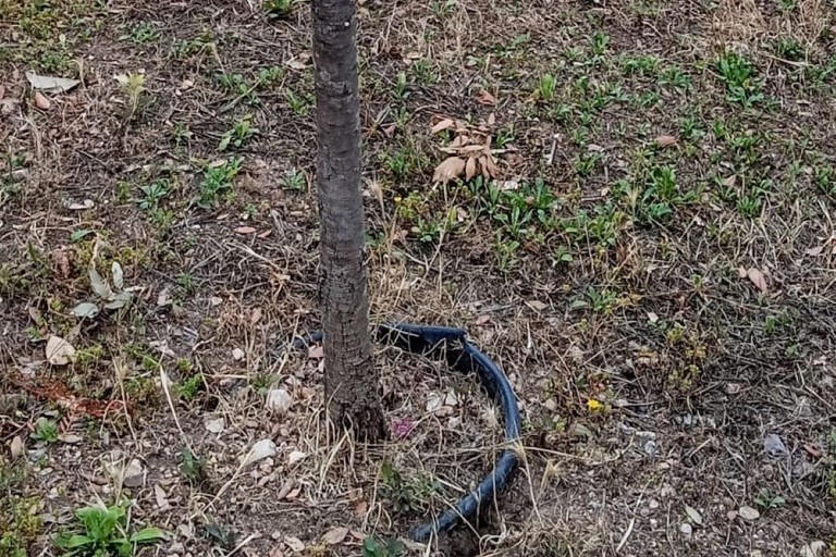 Alberi piantati con vaso di plastica. <span>Foto PVA </span>
