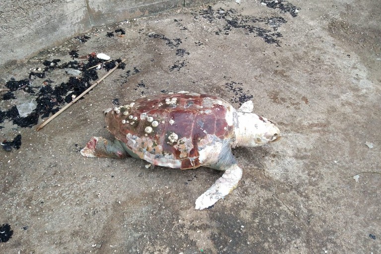 La tartaruga morta in località Trincea