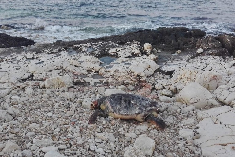 La tartaruga rinvenuta in località Pozzo Pato