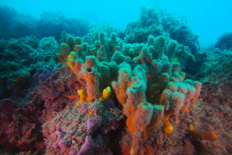 La barriera corallina fra Giovinazzo e Molfetta