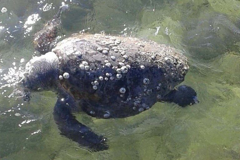 La tartaruga rinvenuta in località Trincea