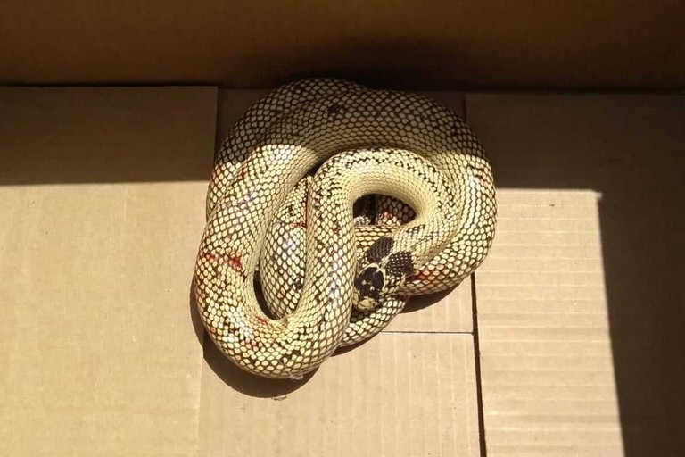 Il serpente esotico catturato dal WWF