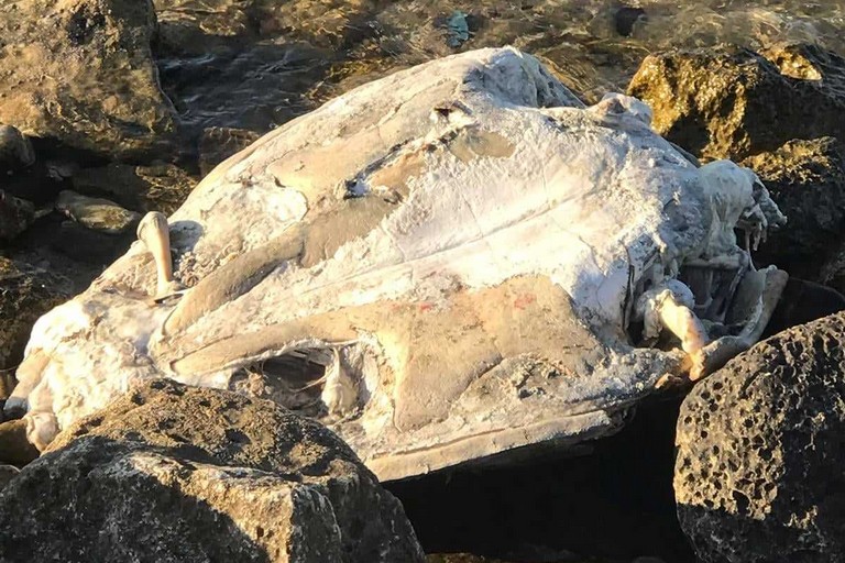 La tartaruga rinvenuta al lido Algamarina