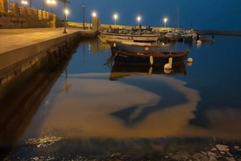 Noctulica miliaris. <span>Foto Danilo Bragazzi</span>