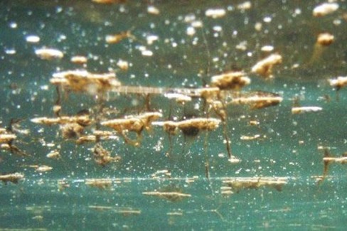 L'alga tossica