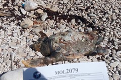 Le mareggiate fanno "strage" di delfini e tartarughe marine