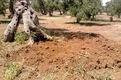 Xylella, il Decreto Emergenze approda oggi a Montecitorio