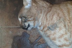 Fine atroce per una gatta, trovata morta in via Bari. La foto shock