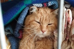 Risonanza effettuata dopo la gara di solidarietà: Giovinazzo in ansia per gatto Lucio