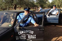 Sventato un furto di olive dalla Vigile Rurale, ladri in fuga