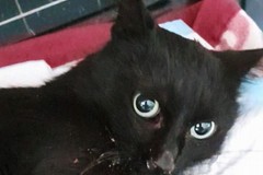 Luce, la gattina cieca bisognosa di cure