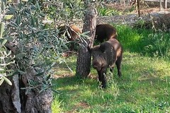 Cinghiali morti sulla provinciale tra Giovinazzo e Bitonto: il VIDEO