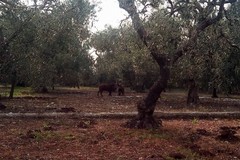 Continuano gli avvistamenti di cinghiali a Giovinazzo