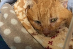 È morto Lucio, il gatto che ha commosso Giovinazzo