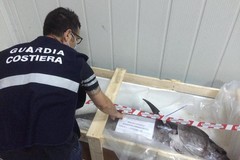 Pesce non tracciato: sequestrate 9 tonnellate dalla Guardia Costiera