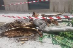 Grosso ramo caduto per il vento in via Marconi