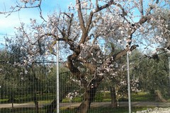 Inverno caldo, Coldiretti è preoccupata