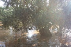 Maltempo: ancora possibili forti temporali su Giovinazzo