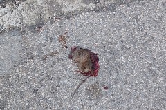 Allarme ratti nel quartiere Sant'Agostino