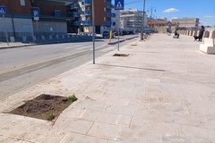 Nuove alberature per i lungomari di Giovinazzo