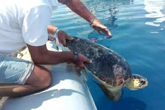 Festa sul mare con la liberazione di due tartarughe marine