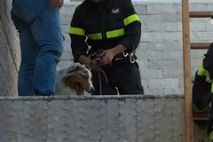 Cane precipita per 7 metri, salvato dai Vigili del Fuoco