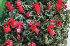 “La Giornata del Ciclamino", a Giovinazzo l'iniziativa solidale a cura del Gils- Gruppo italiano per la lotta alla sclerodermia