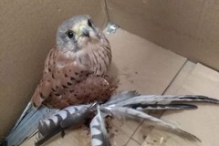Ferito ad un'ala, gheppio recuperato dalle Guardie Campestri