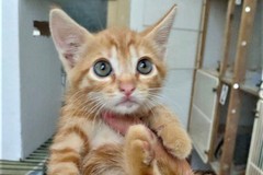 La storia di Ragù, il gattino salvato tra Giovinazzo e Terlizzi