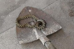 Natrice scambiata per vipera: uccisa per paura