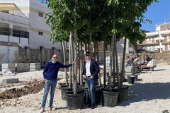 Parcheggio via Fossato, a Giovinazzo arrivati 30 alberi