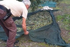 Furto di olive con spuntino sventato dalle Guardie Campestri
