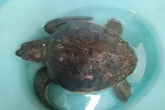 Salvata una tartaruga: nuotava impigliata tra plastica e nylon