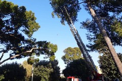 Ramo di pino pericolante: interviene l'autoscala dei Vigili del Fuoco