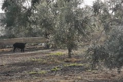 Cinghiali inseguiti dai cani, intervengono le Guardie Campestri