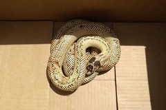 Serpente esotico a spasso in via Lupis catturato dal WWF