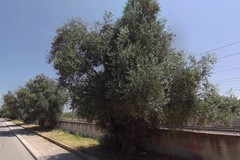 Lotta alla Xylella, nuovo piano regionale. PVA ricorda gli obblighi del Comune di Giovinazzo