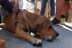 Cagnetta smarrita si intrufola nell'IPSIA "Banti". L'appello della Lega del Cane