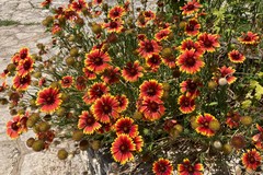 "Giovinazzo Borgo in Fiore", questa sera la premiazione