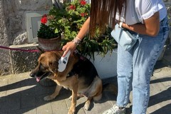 Giro di vite a Giovinazzo sulle deiezioni canine abbandonate