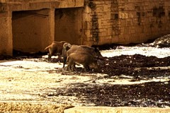Allarme cinghiali a Lama Castello e nell'agro di Giovinazzo