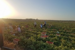 Ordinanza del presidente della Regione Puglia per il lavoro all’aperto a temperature elevate