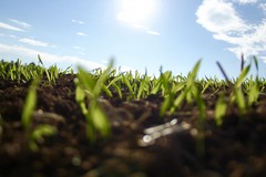Lezioni contadine dal campo al web: ecco l'agrididattica a distanza