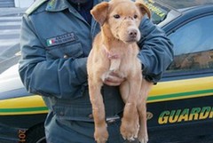 Gli animali e l’ambiente a scuola