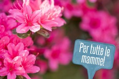 Azalee AIRC anche a Giovinazzo