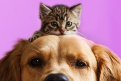 Covid e animali domestici: nessun rischio per l'uomo