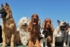 Oggi c'è la "Giornata a 6 zampe"