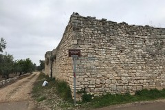Giovinazzo in agricoltura: furti in campagna, la risposta del Consorzio