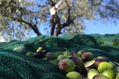 Galizia su oleoturismo: «Occasione di rilancio per le nostre imprese»