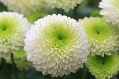 Ognissanti e commemorazione dei defunti, due pugliesi su tre portano fiori al cimitero